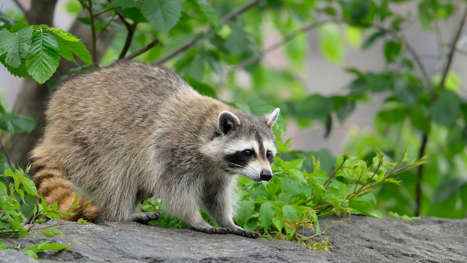 Raccoons