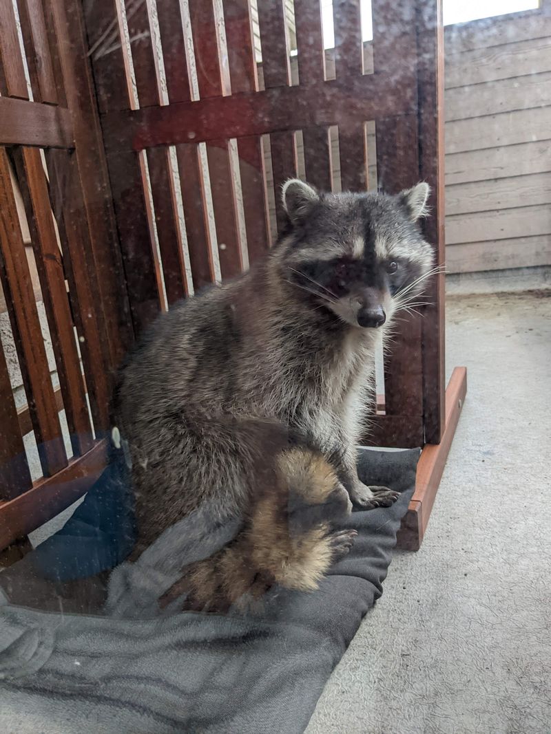 Natural Pest Control Experts