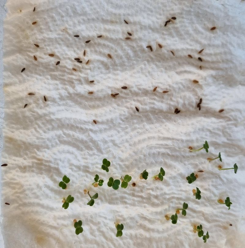 Temperature Shock Triggers Germination