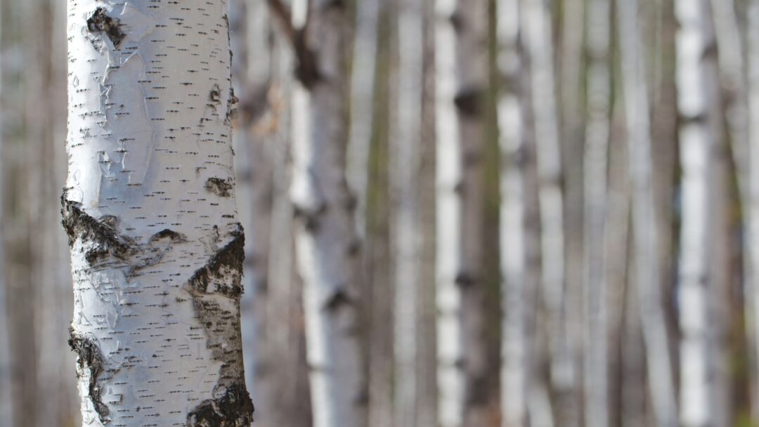 Tree Trunki 15 Reasons Tree Trunks Are Painted White (And Why It's More Than Just ...