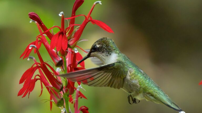 hummingbird feeding on a cardinal flower