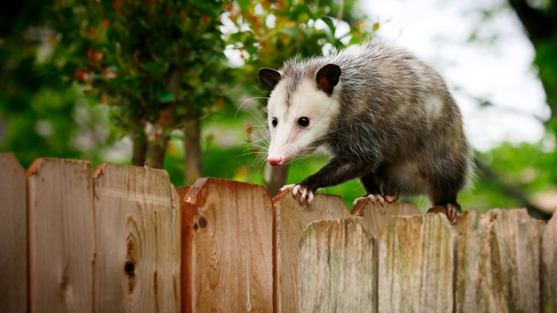 opossum on a fence