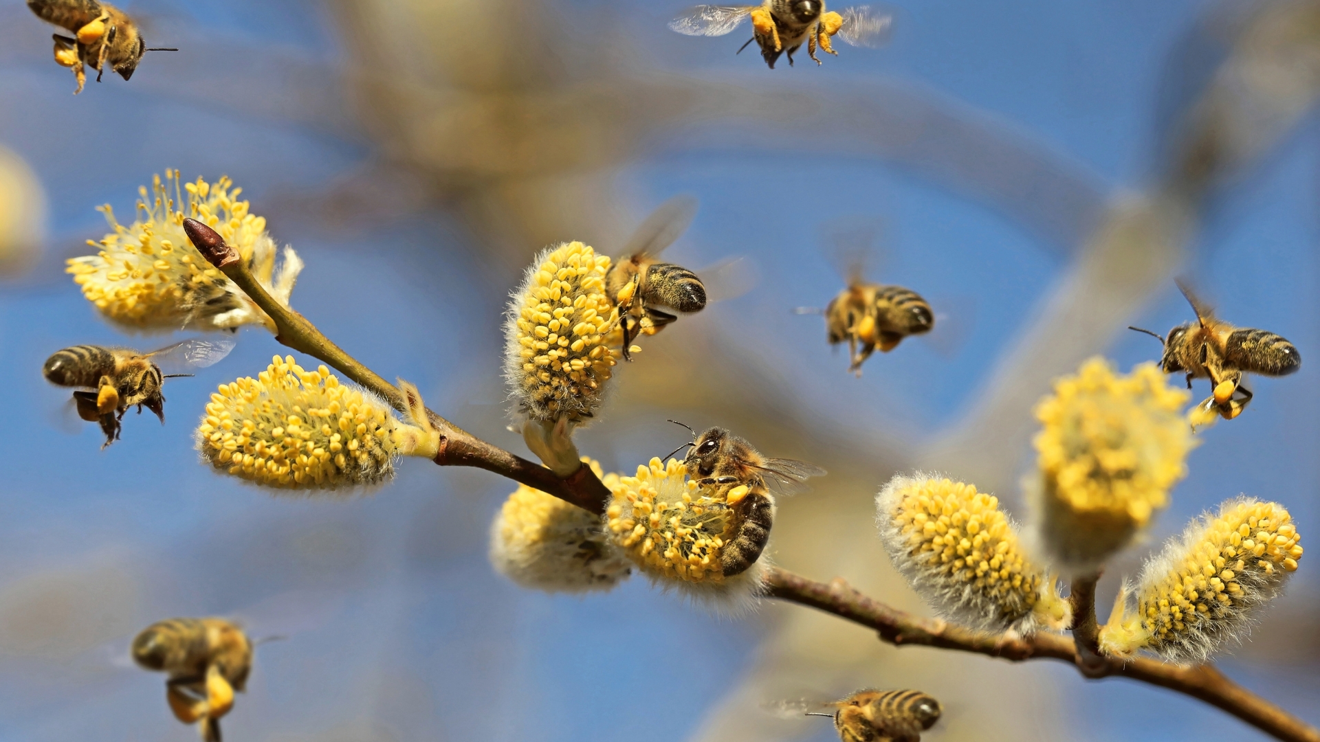 Bees