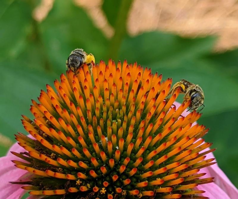 Pollination Powerhouses