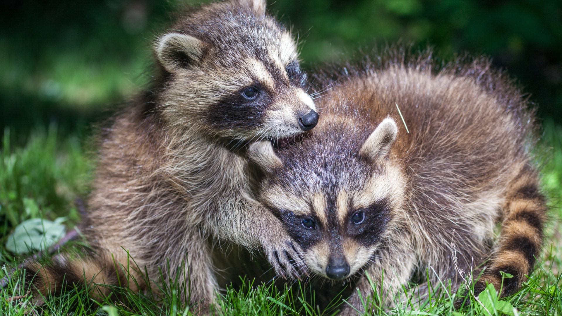 15 Reasons Why You Should Think Twice Before Kicking Raccoons Out Of Your Yard