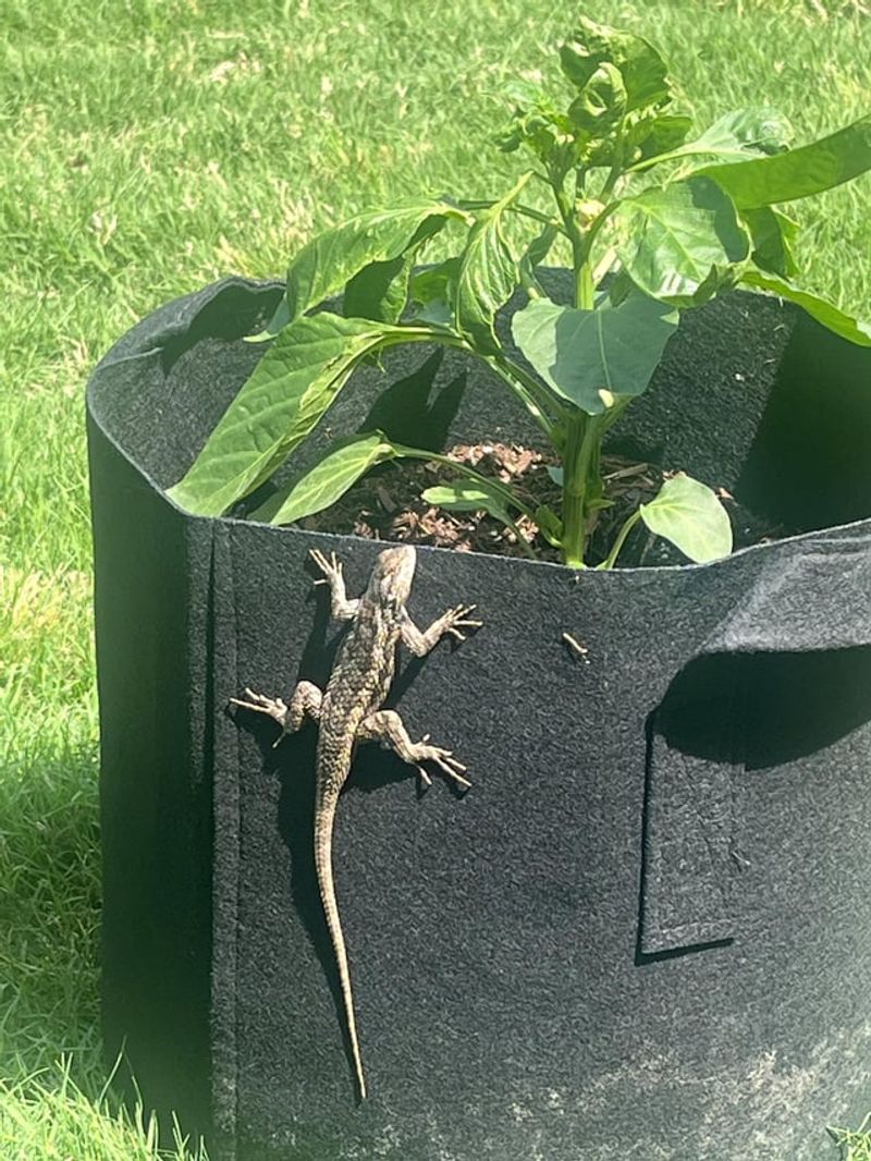 Natural Pest Control