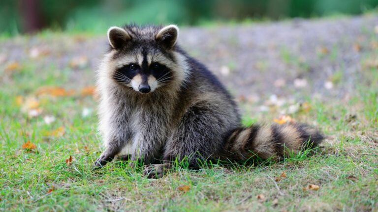 raccoon