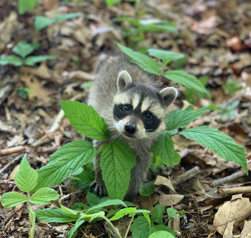 Natural Pest Control Experts