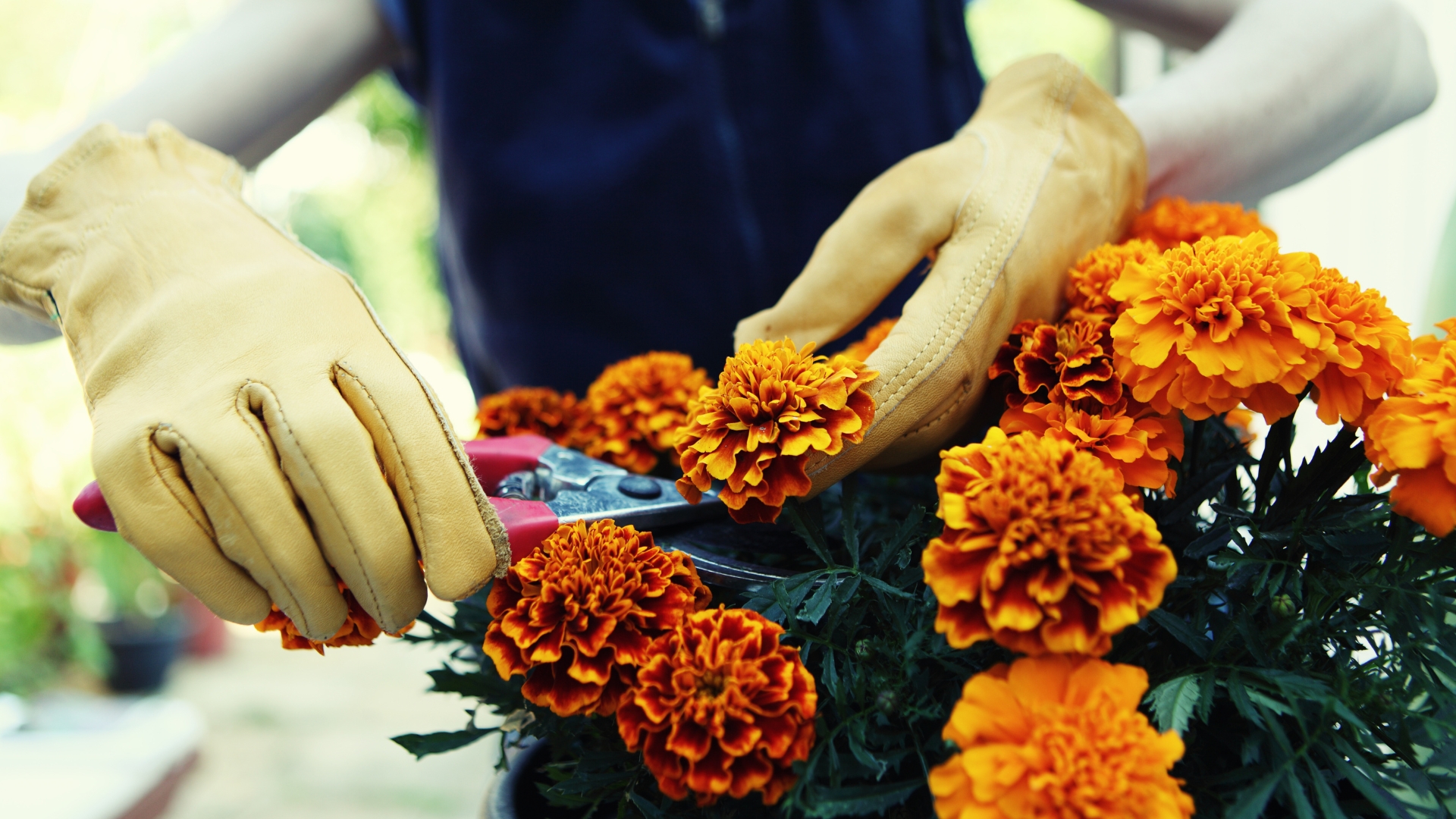 Marigolds