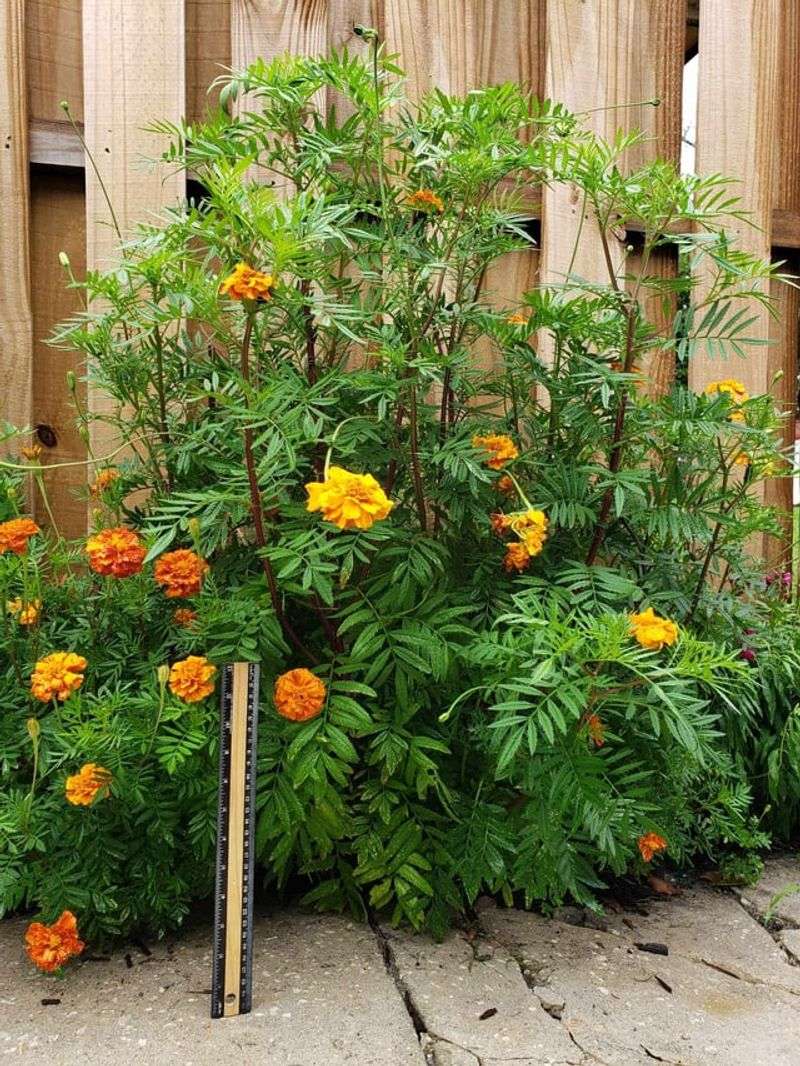 Promotes More Blooms