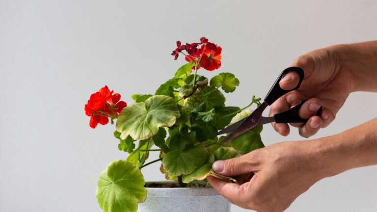 geranium yellow leaves