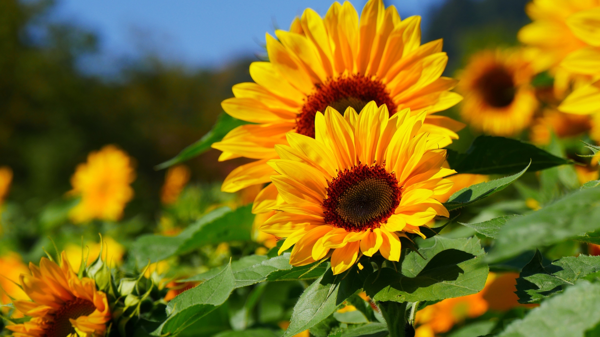 Sunflowers