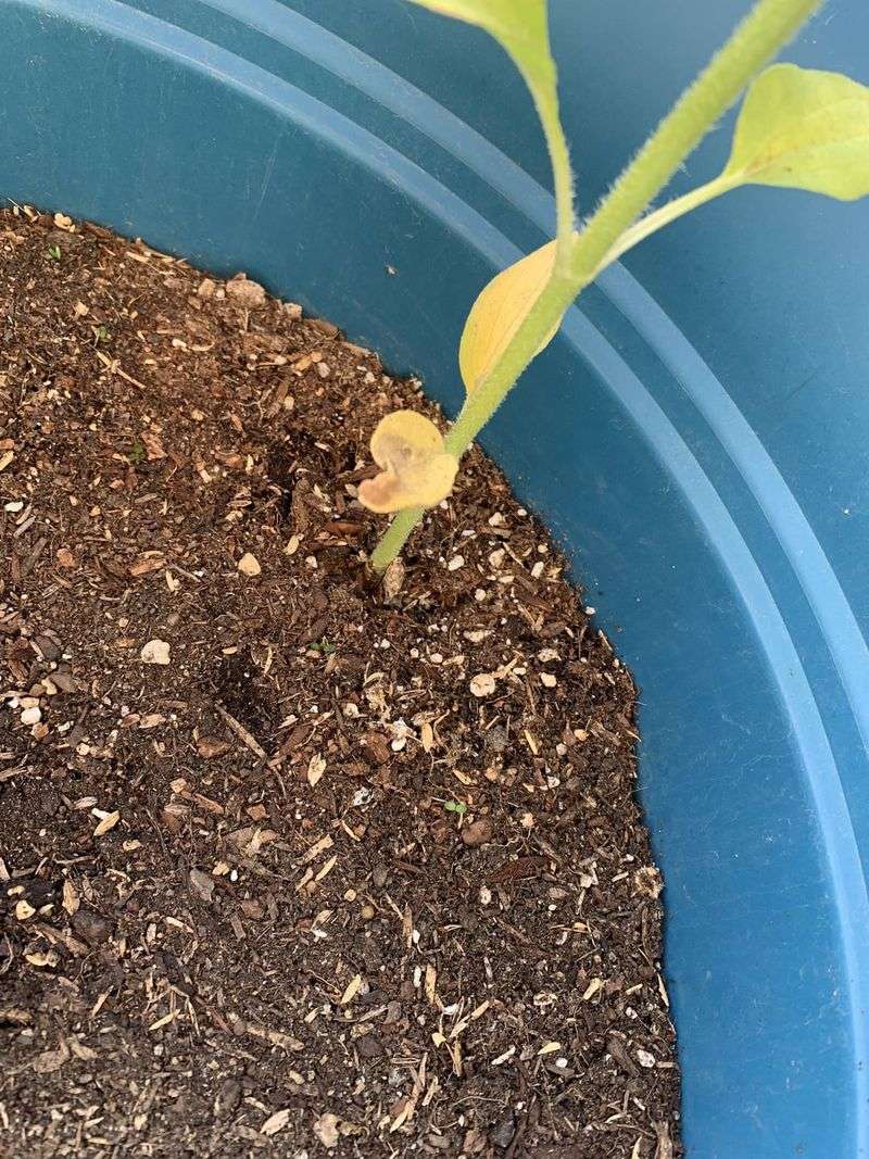 Poor Soil Quality