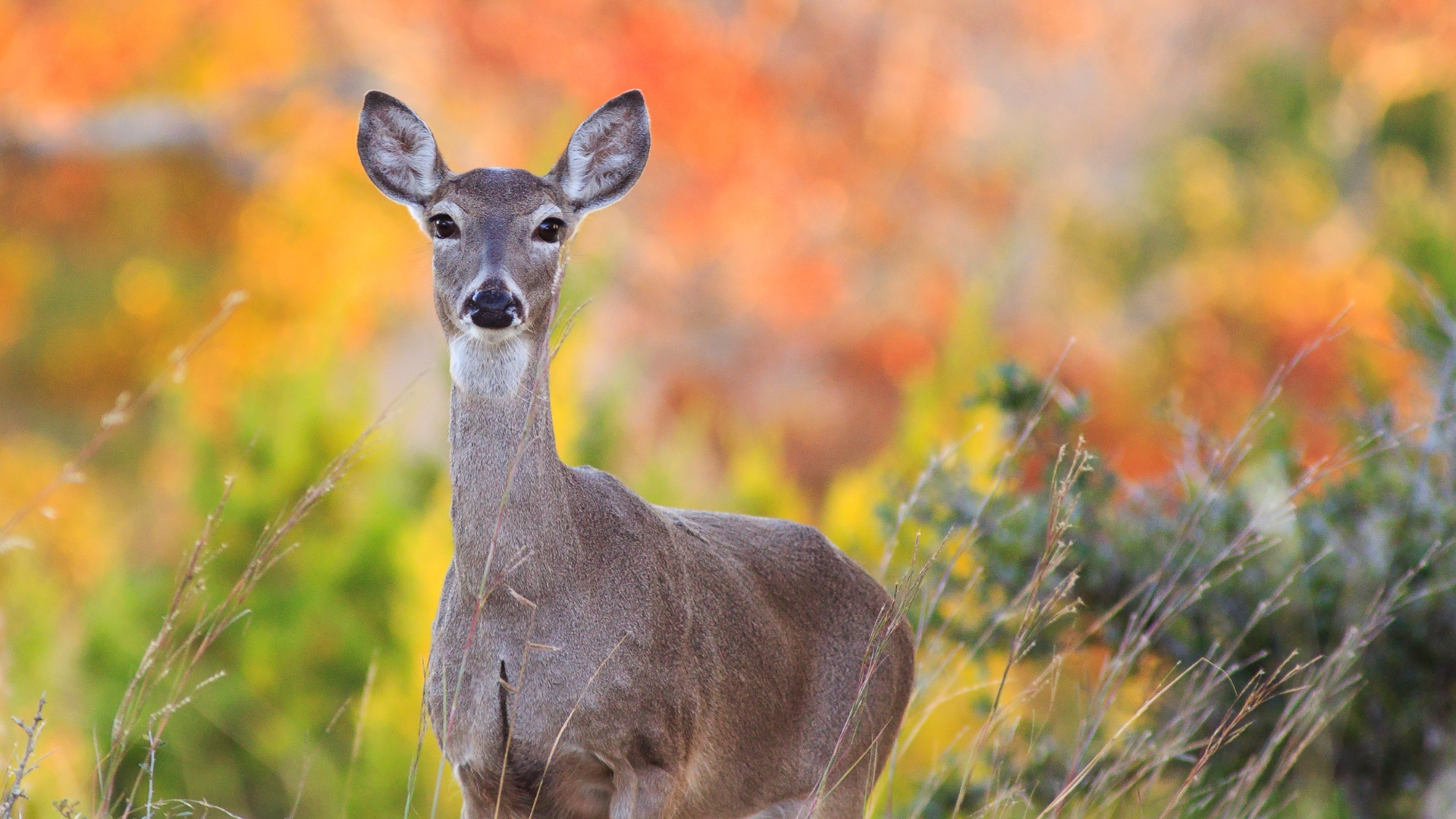 deer