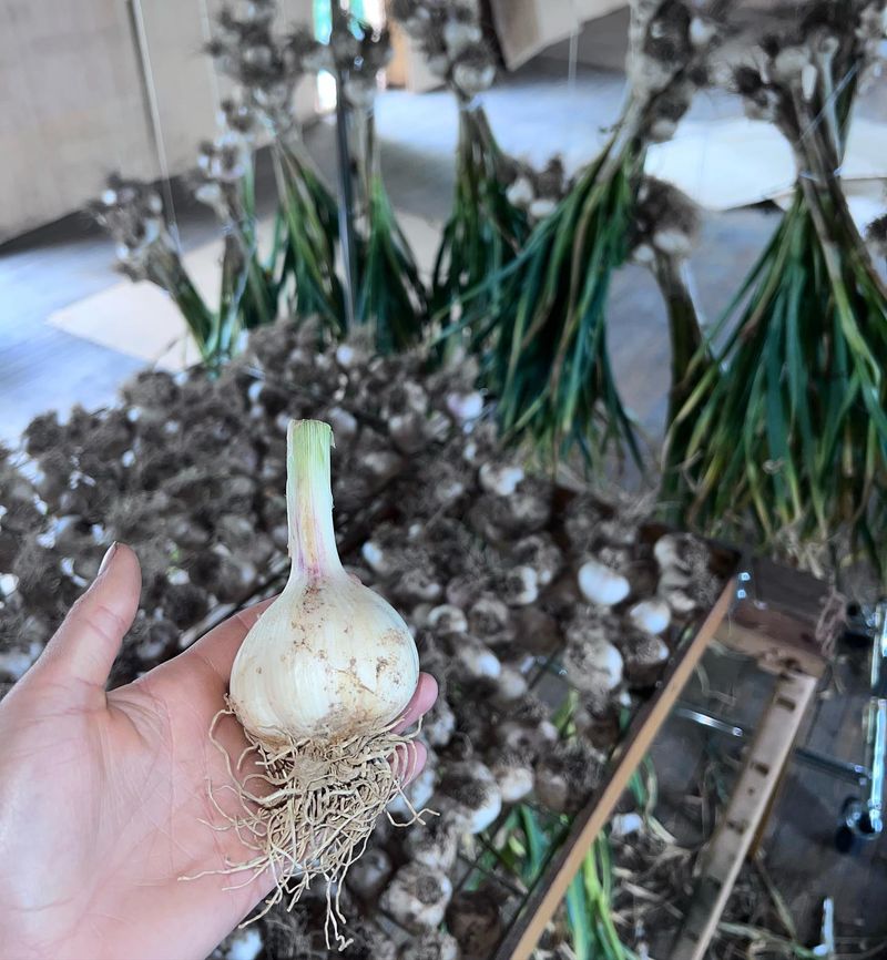 Garlic