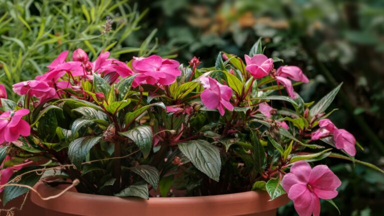 potted flowering impatiens