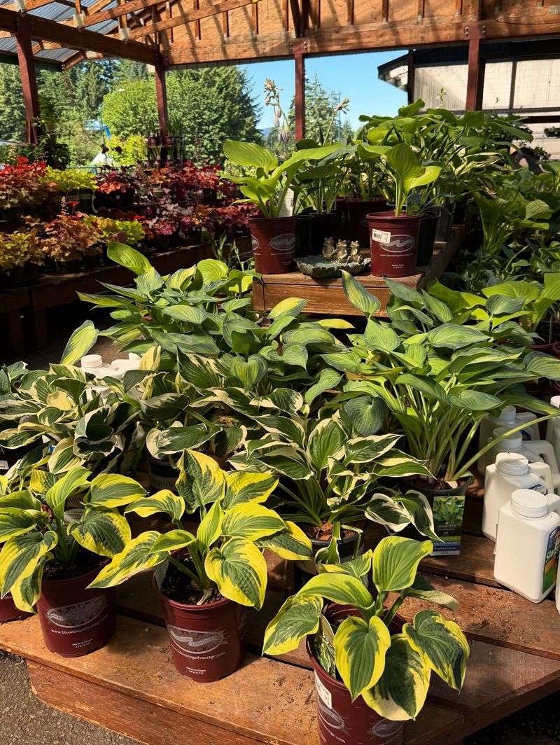 Hostas - The Shade Garden Royalty