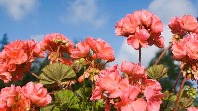 Geraniums