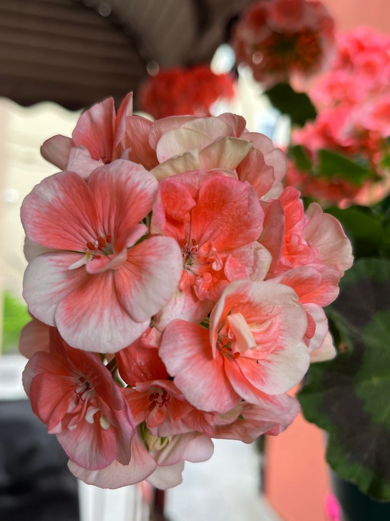 Faded Flower Color