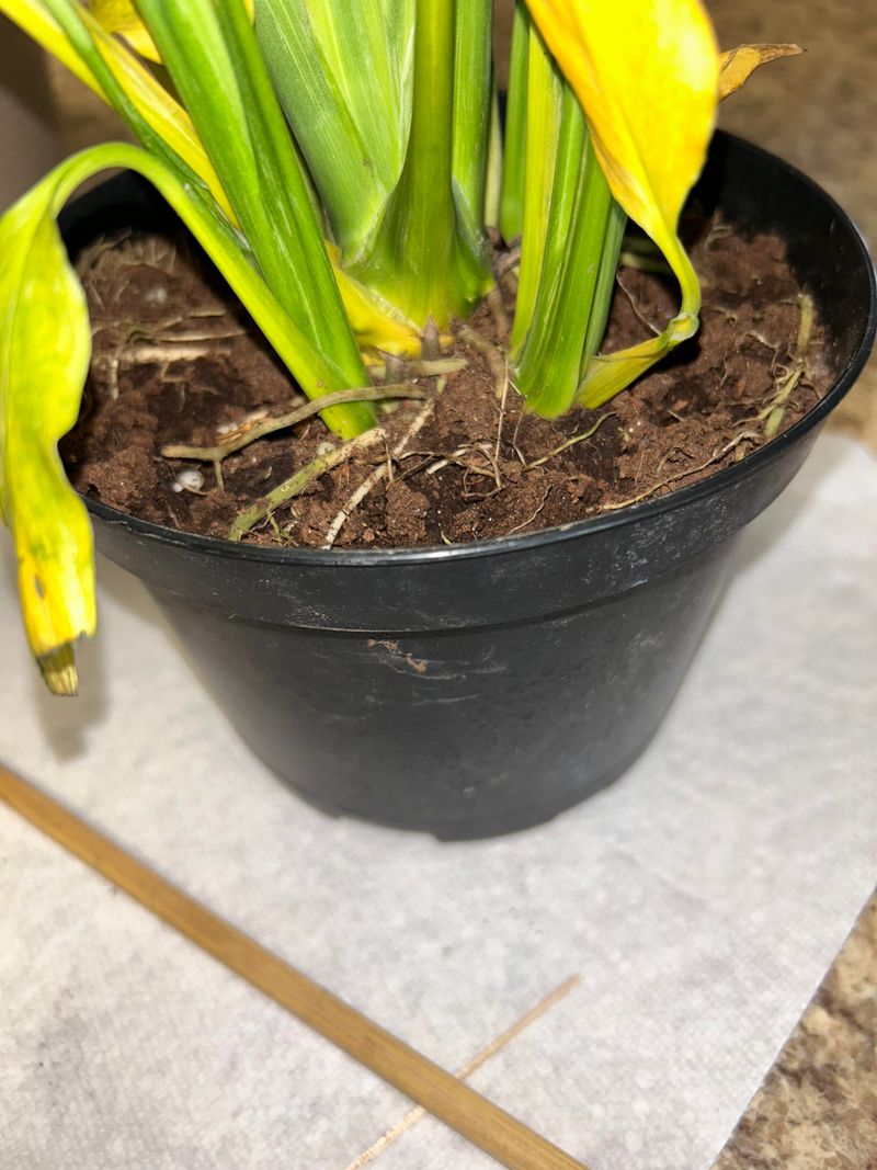 Yellowing Leaves