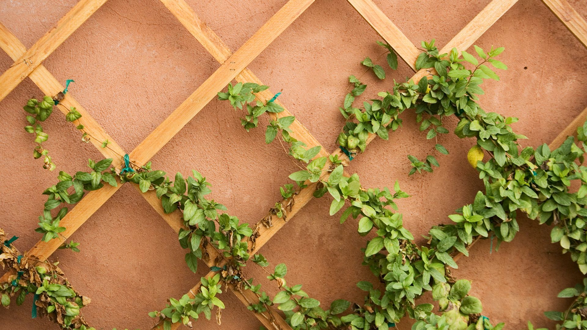 vining plant
