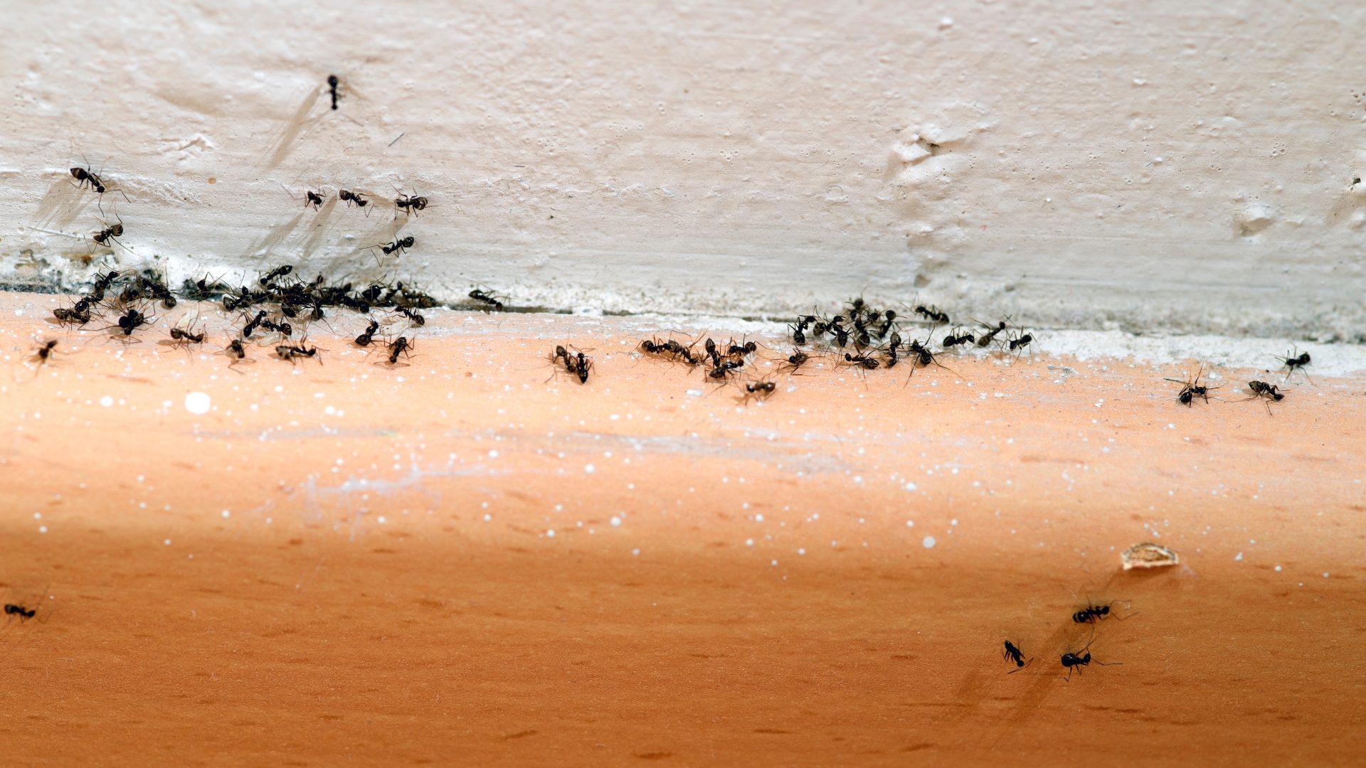 ants