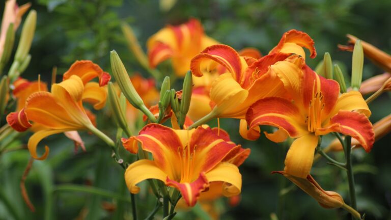 Daylilies