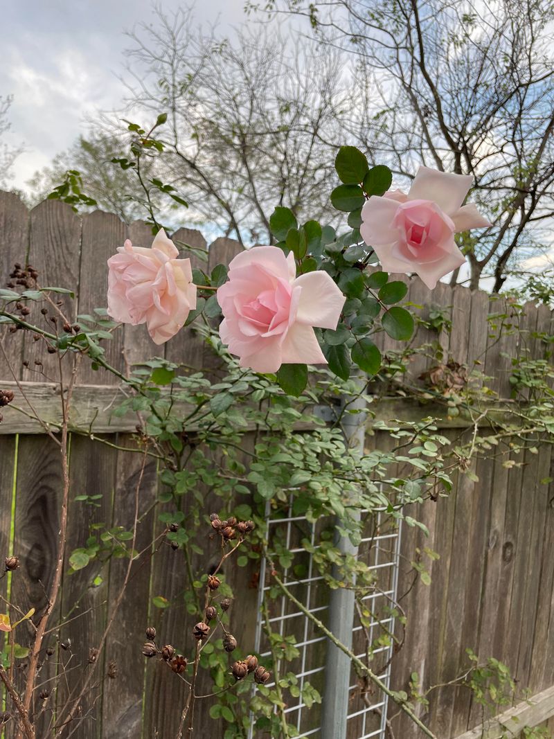 Choose The Right Rose Varieties