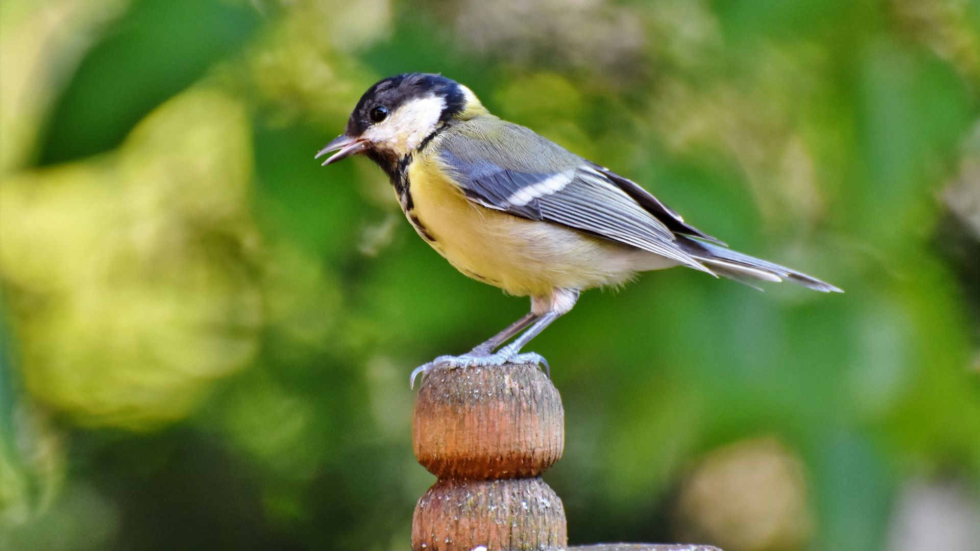 15 Simple Ways To Attract Songbirds To Your Yard And Garden
