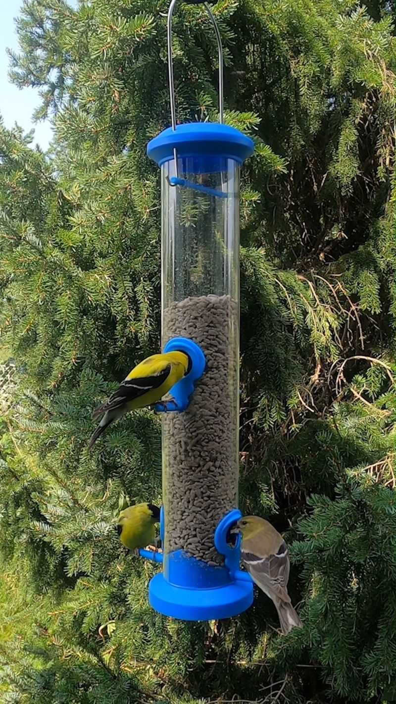Install Bird Feeders With Different Types Of Seeds