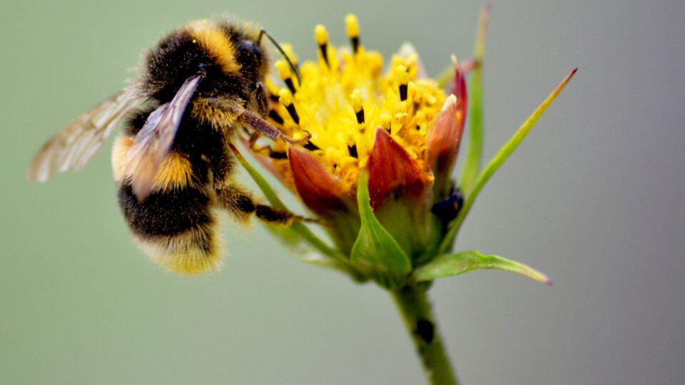 15 Simple Ways You Can Help Save the Bees in Your Backyard