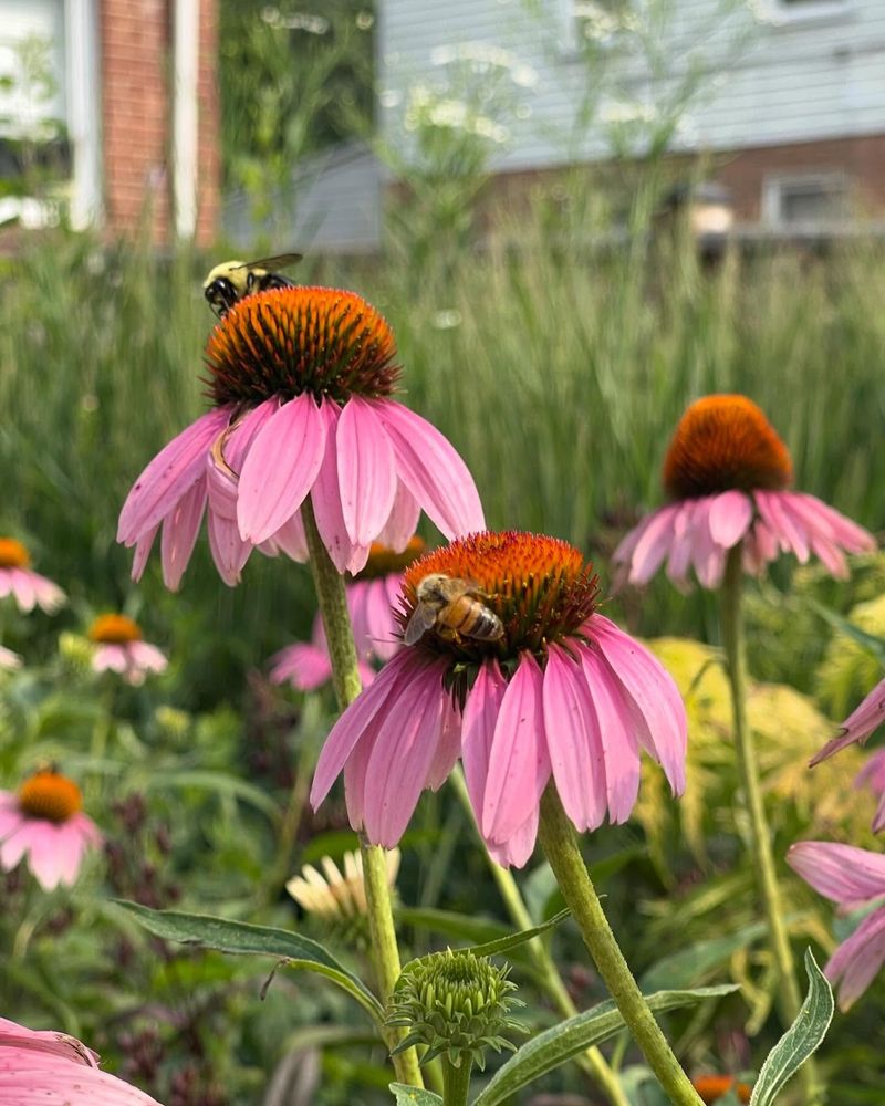 Plant Native Flowers