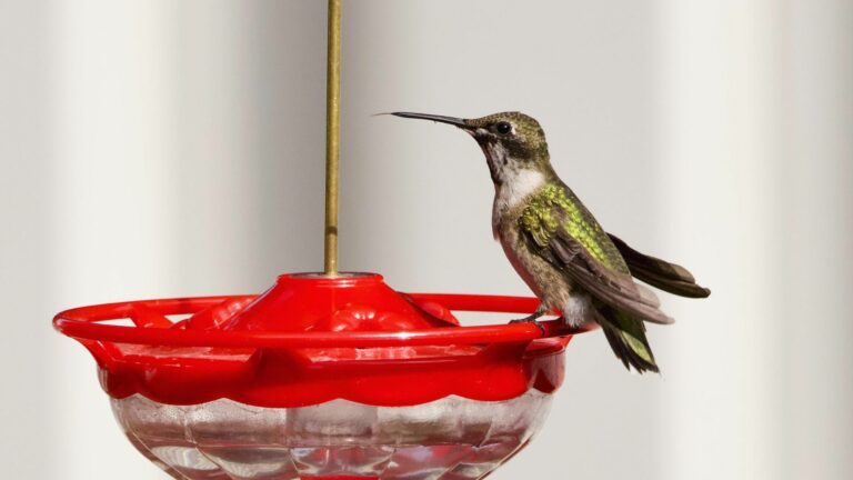 Saucer-Shaped Hummingbird Feeder