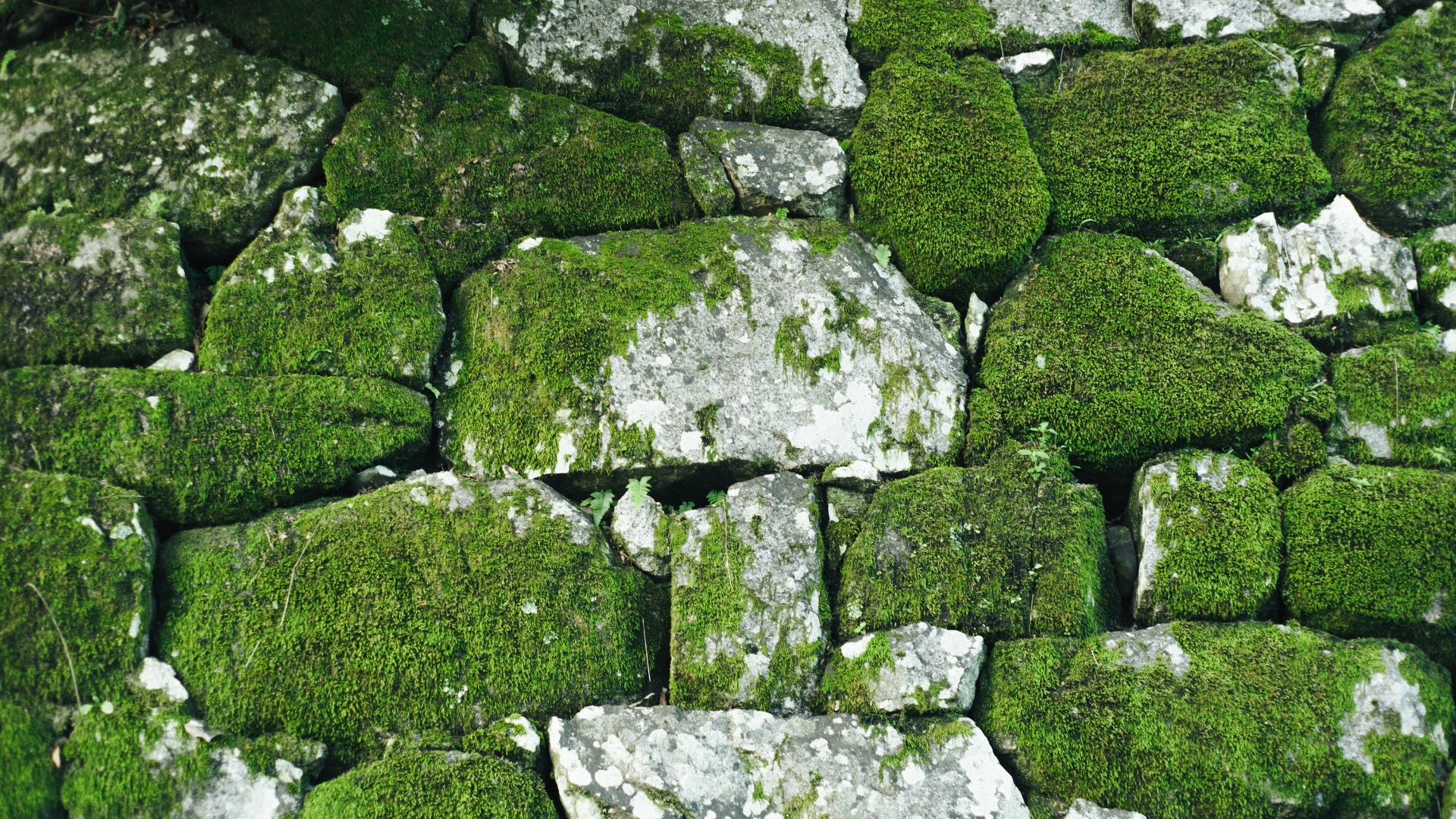 15 Smart Ways To Deal With Moss Taking Over Your Patio (And How To Stop It From Coming Back)