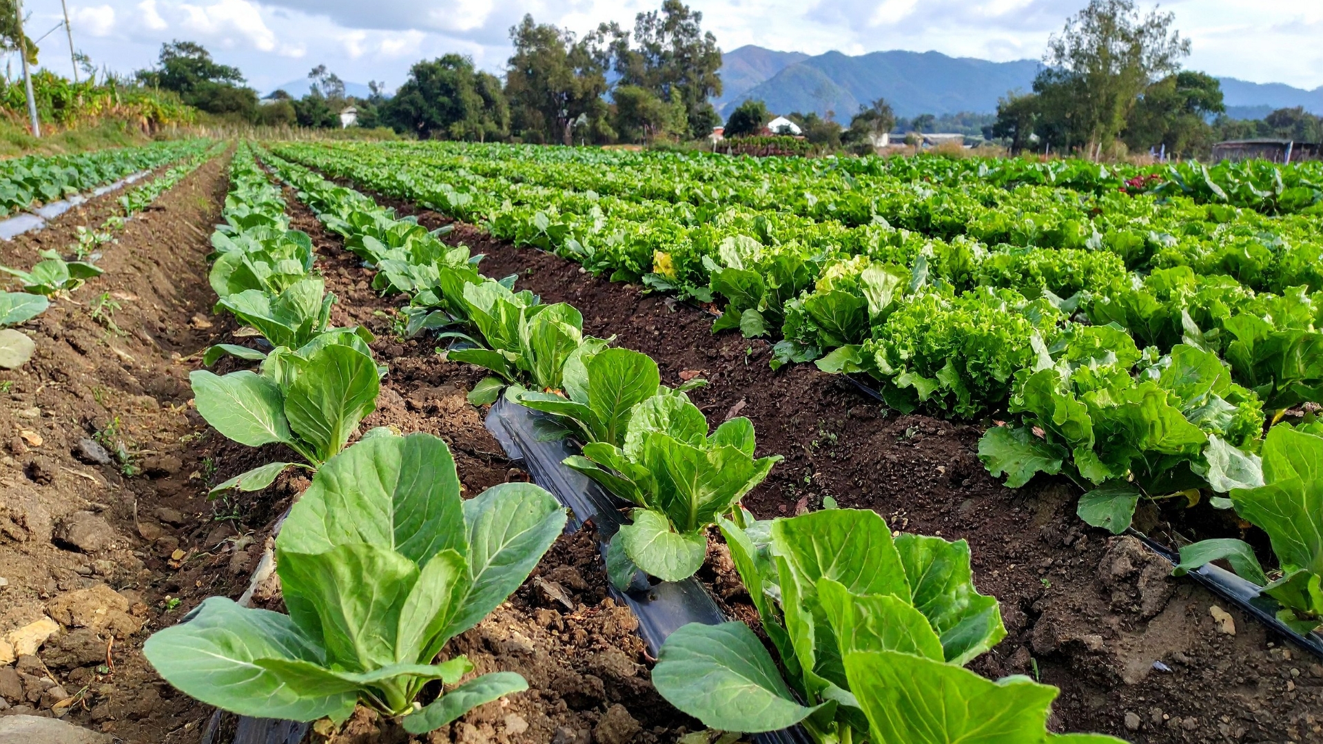 15 Smart Ways To Grow Lettuce And Cabbage Side By Side (And Avoid Common Mistakes Gardeners Make)