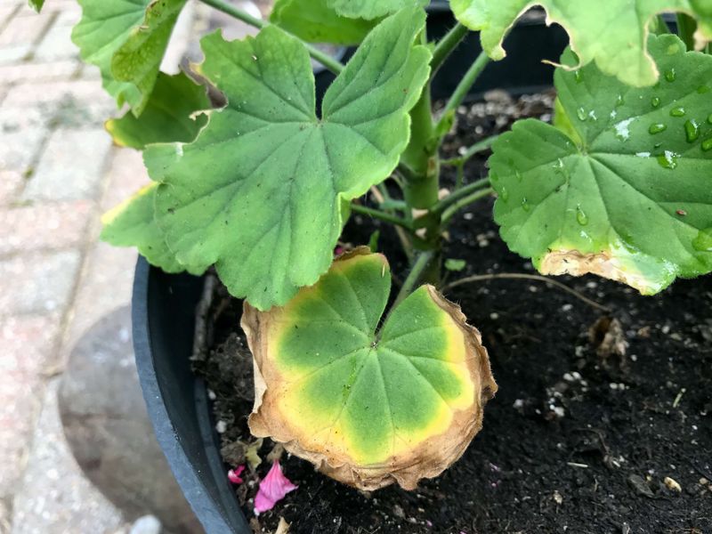 Overwatering Woes