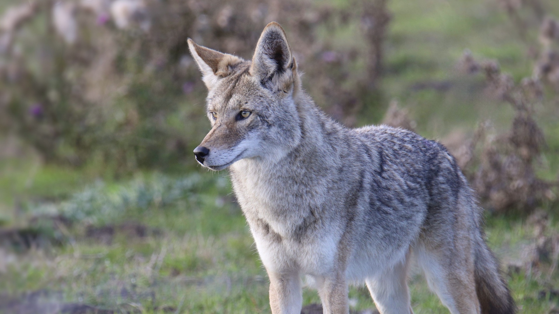 coyote