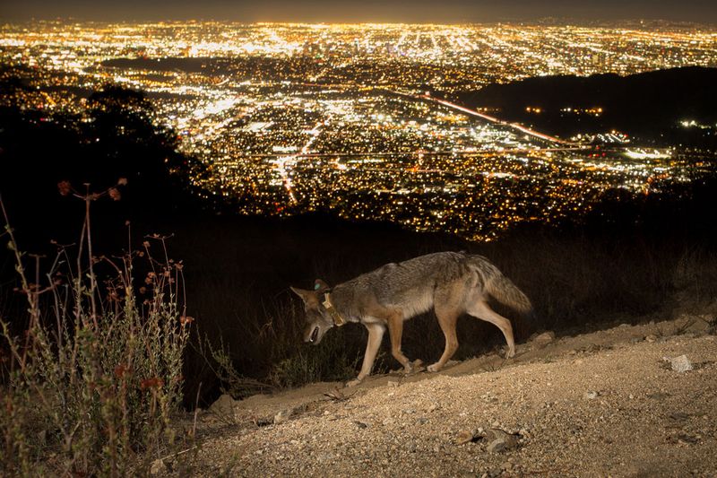California's Coyote Country