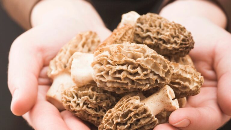 morel mushrooms