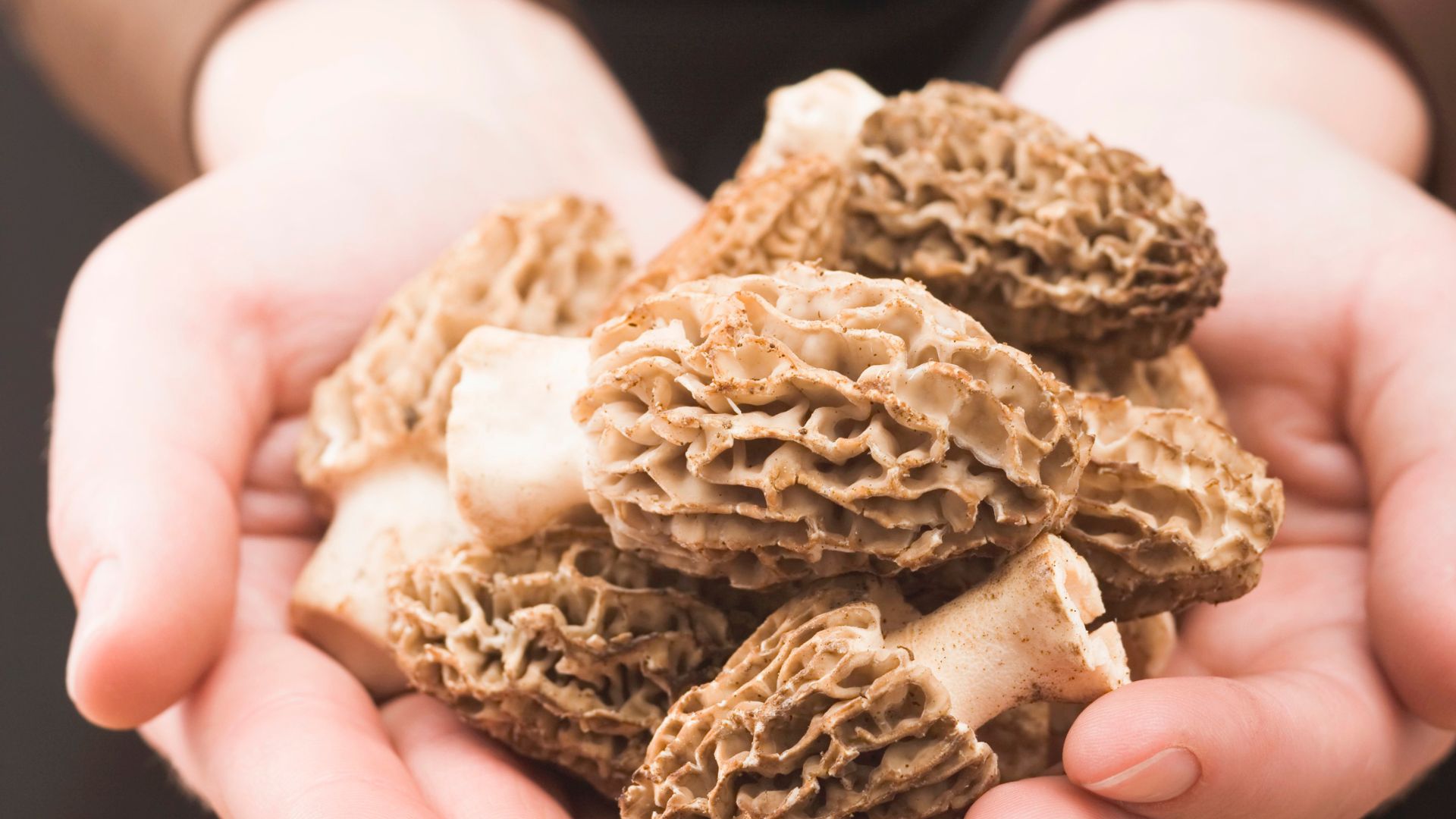 15 Steps To Grow Morel Mushrooms At Home (No Wild Foraging Needed)