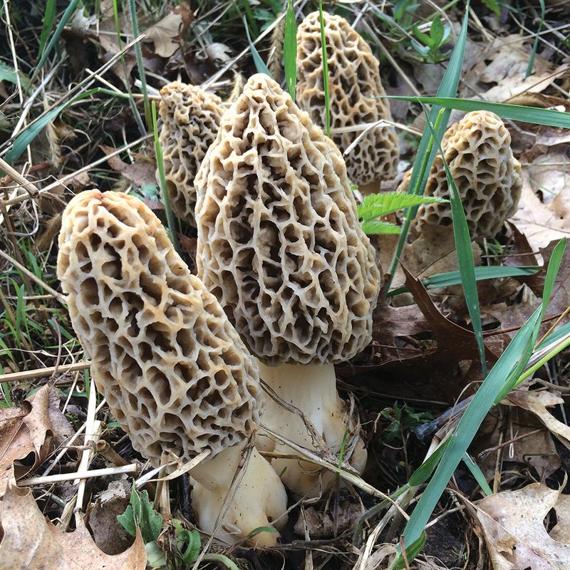 1. Select Your Morel Species