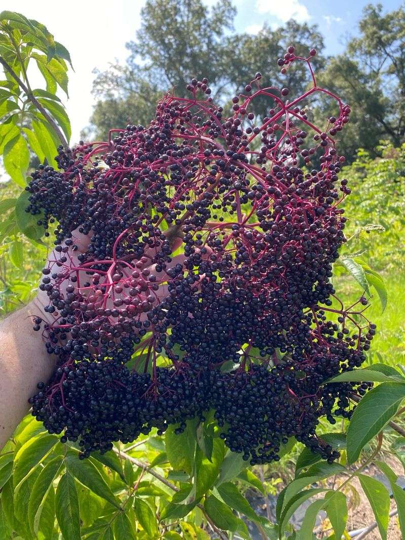 Choose The Right Elderberry Variety