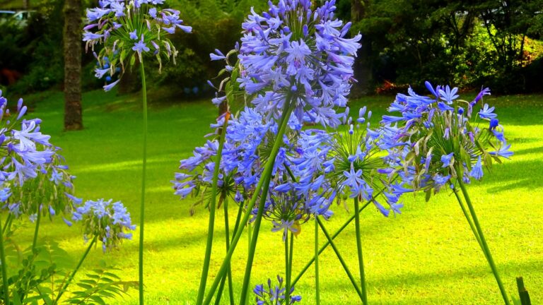 Agapanthus