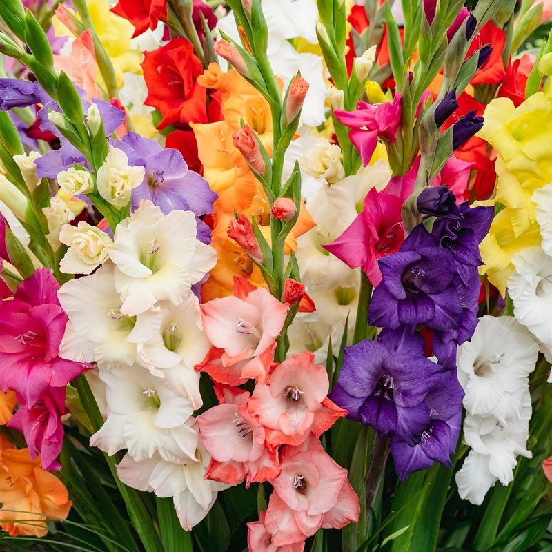 Gladiolus