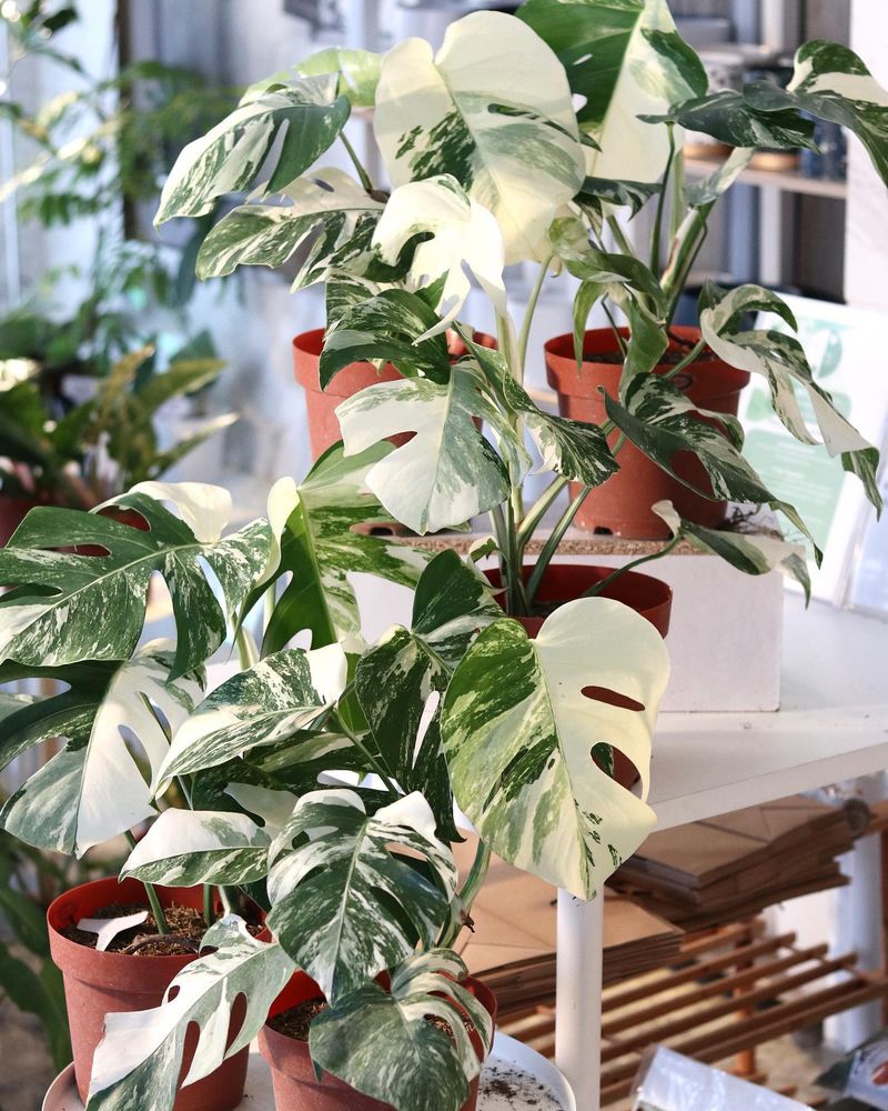 Monstera Albo Borsigiana
