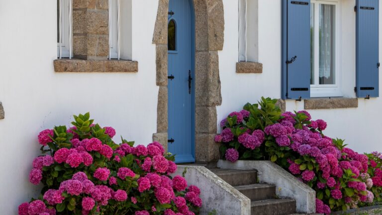 pink hydrangeas by the door