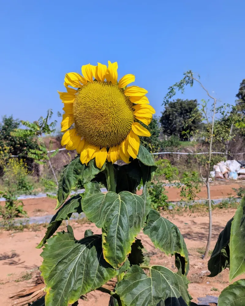 Sunflowers: Cheerful Greeters