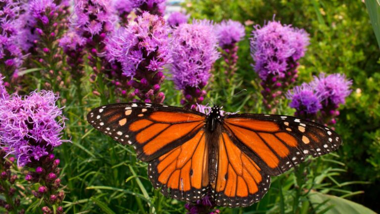 butterfly on a blazing star flower