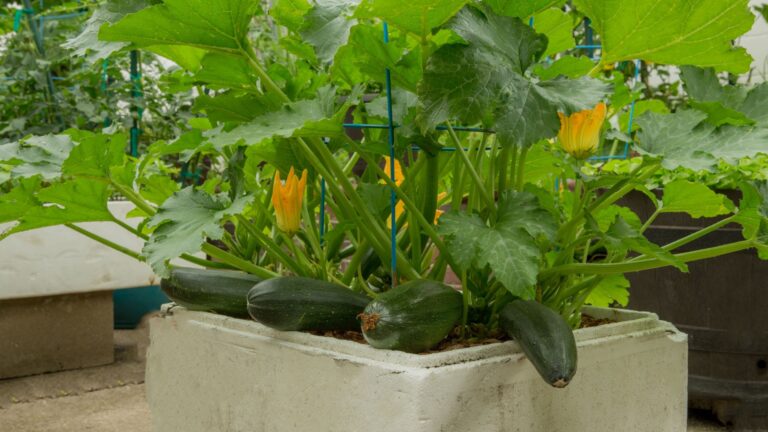 container grown zucchini