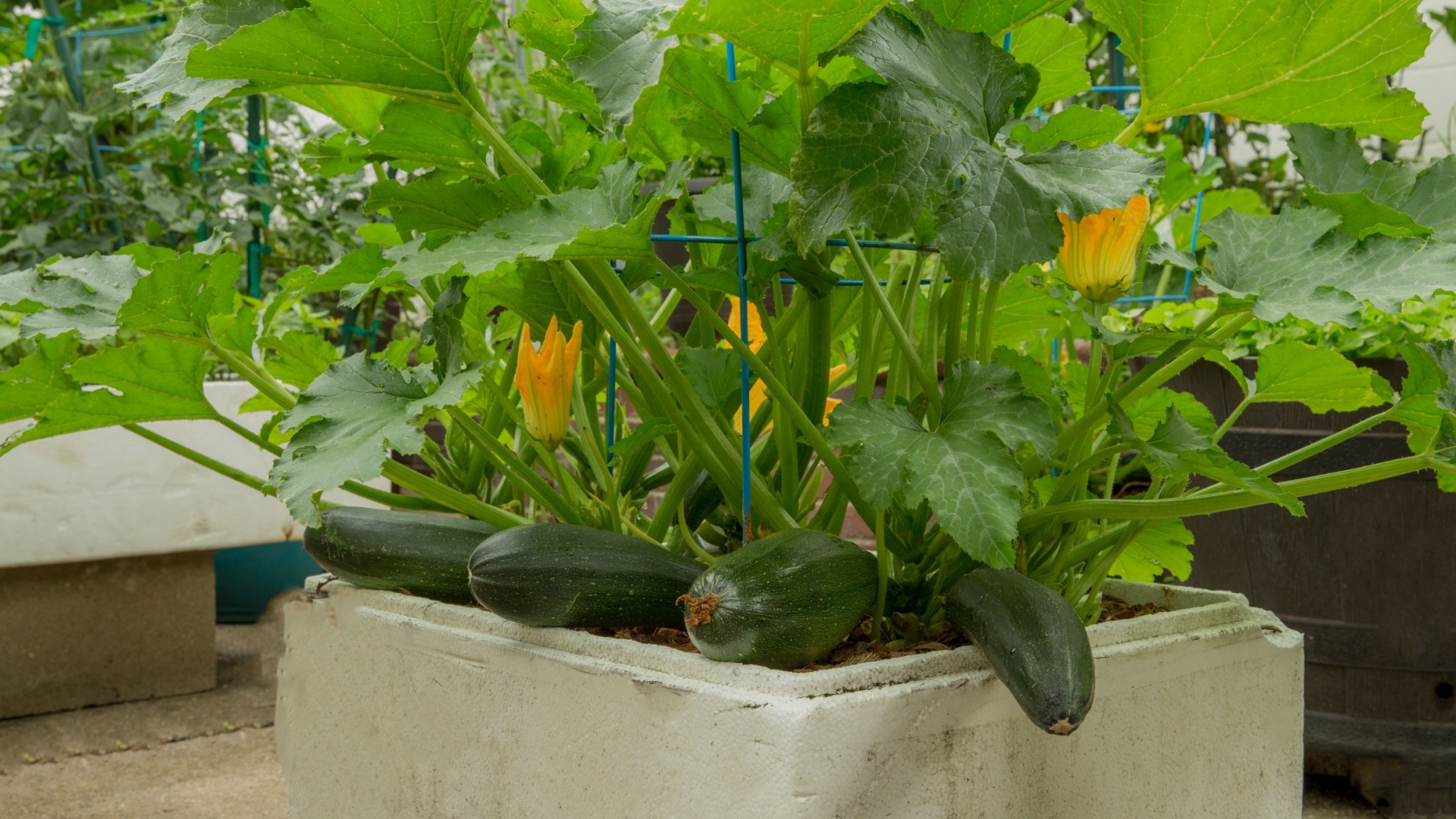 15 Summer Veggies That Thrive In Containers (And 4 That Flop)